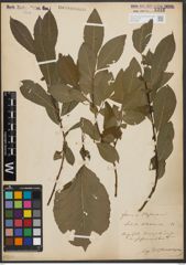 Foto von Salix silesiaca Willd.
